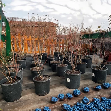 3 éves áfonyabokor<br>10 literes cserépben<br>(90-110cm)