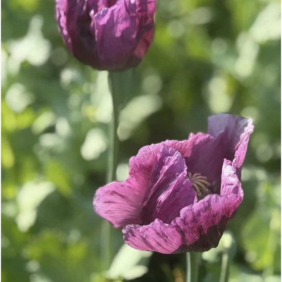  Termelői étkezési mák 500g