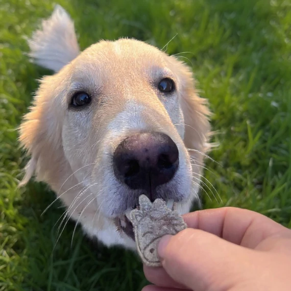 Húsos immunműködést támogató jutalomfalat kutyák részére